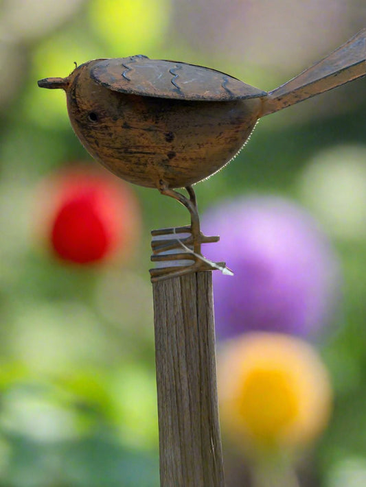 Rodney Robin